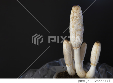 ササクレヒトヨタケ（コプリーヌ） 123534451