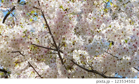 いっぱいに咲き誇る桜 123534502