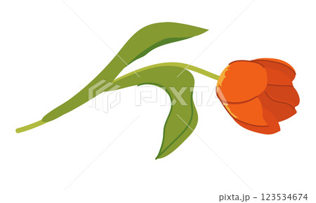 Tulip, blooming spring flower. Flower plant with red petals and leaves in flat style. Cartoon stylized vector illustration on white background. 123534674