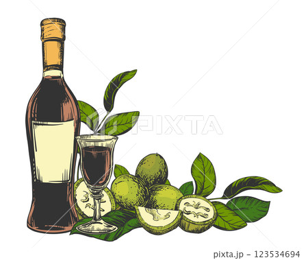 Vector Walnut liqueur in color engraving technique. Unripe walnut seeds whole and halves and leaves. Bottle of Italian liqueur Nocino, glass with aperitif and green walnuts. Linear ink sketch. 123534694