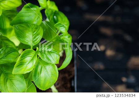 Raw Green Organic Basil Plant on Dark Background, Copy Space Raw Green Organic Basil Plant on Dark Background, Copy Space 123534834
