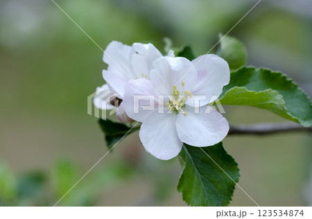 リンゴの花 リンゴの花 123534874