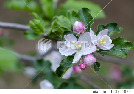 リンゴの花 リンゴの花 123534875