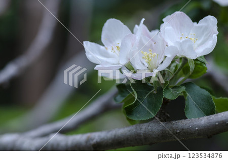 リンゴの花 リンゴの花 123534876