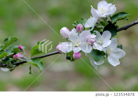 リンゴの花 リンゴの花 123534878