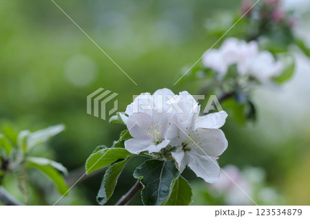 リンゴの花 123534879