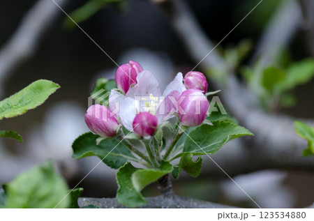 リンゴの花 リンゴの花 123534880