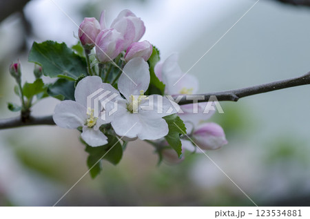 リンゴの花 123534881