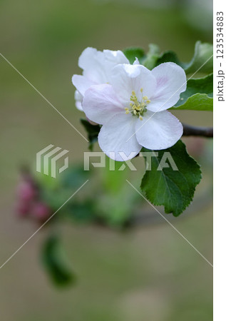 リンゴの花 123534883