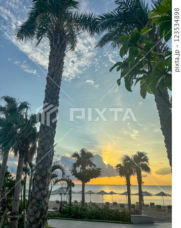 ヤシの木のあるビーチ 123534898