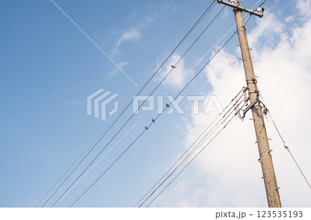 電線にとまる小鳥 123535193