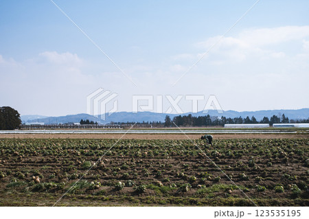 広大なキャベツ畑と山の風景 広大なキャベツ畑と山の風景 123535195