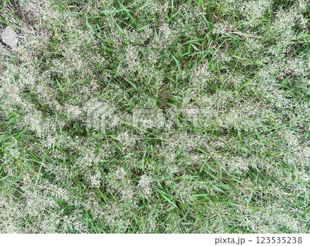 Top view feather lovegrass or Japannese love-grass in the garden Top view feather lovegrass or Japannese love-grass in the garden 123535238