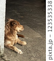 雑種犬 123535338