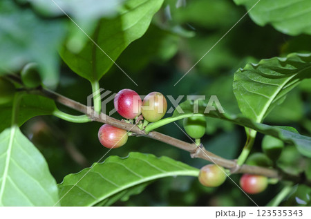 コーヒーの実 123535343