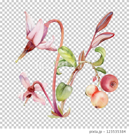 Cranberry lingonberry with pink flowers, hand drawn in watercolor, ripe swamp forest berry on stems, bearberry teaberry wintergreen. Isolated botanical illustration. Restaurant menu, farmers market 123535384