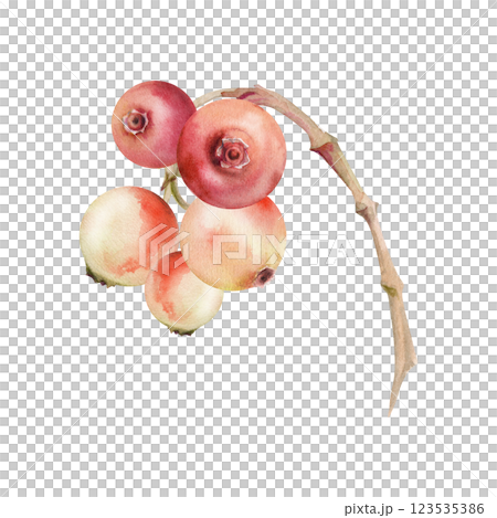Cranberry lingonberry cluster bunch on branch, ripe swamp forest berry teaberry bearberry wintergreen, watercolor hand drawn. Isolated botanical illustration. Restaurant, dessert menu, farmers market Cranberry lingonberry cluster bunch on branch, ripe swamp forest berry teaberry bearberry wintergreen, watercolor hand drawn. Isolated botanical illustration. Restaurant, dessert menu, farmers market 123535386
