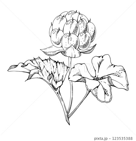Cloudberry raspberry with plant leaves on stem, hand drawn vector ink, line ripe Scandinavian forest berry. Isolated botanical illustration for dessert cafe menu, restaurant, wedding, farmers market Cloudberry raspberry with plant leaves on stem, hand drawn vector ink, line ripe Scandinavian forest berry. Isolated botanical illustration for dessert cafe menu, restaurant, wedding, farmers market 123535388