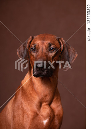Rhodesian Ridgeback looking at camera on a brown background Rhodesian Ridgeback looking at camera on a brown background 123535899