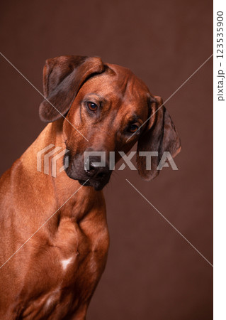 Diagonal portrait of a Rhodesian Ridgeback on a brown background Diagonal portrait of a Rhodesian Ridgeback on a brown background 123535900