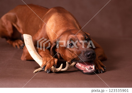 Rhodesian Ridgeback lying and nibbling on a deer antler Rhodesian Ridgeback lying and nibbling on a deer antler 123535901