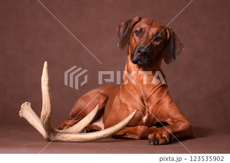 Rhodesian Ridgeback dog posing with deer antler 123535902