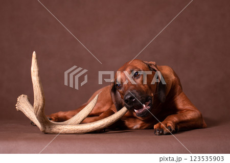 Rhodesian Ridgeback enjoying chewing on an antler Rhodesian Ridgeback enjoying chewing on an antler 123535903