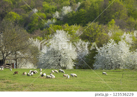 Sheep herd in Stiavnicke vrchy near Krupinska planina, Slovakia 123536229