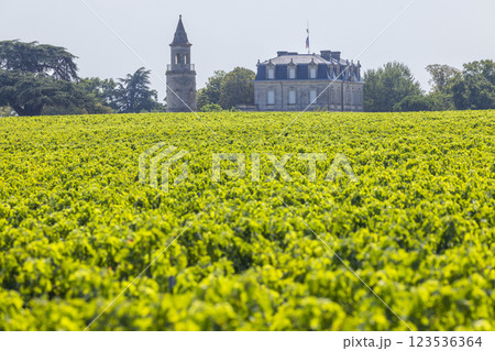 Typical vineyards near Chateau la Tour de By, Bordeaux, Aquitaine, France 123536364