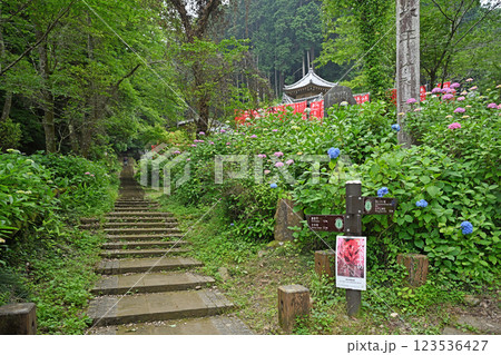 参道に咲く紫陽花 参道に咲く紫陽花 123536427