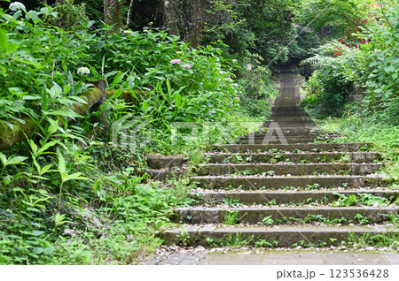 緑に覆われた石段 123536428