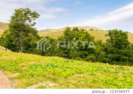 primeval beech forest on the hillside. scenery of svidovets ridge. mountain landscape in late summer afternoon 123536477