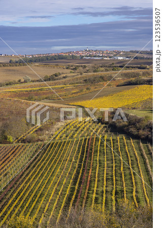 Autumn vineyard near Velke Bilovice, Southern Moravia, Czech Republic 123536507