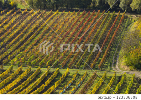 Autumn vineyard near Velke Bilovice, Southern Moravia, Czech Republic 123536508