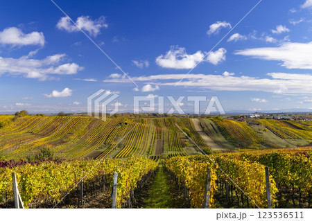 Autumn vineyard near Cejkovice, Southern Moravia, Czech Republic 123536511