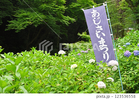 山間に咲く紫陽花 123536558