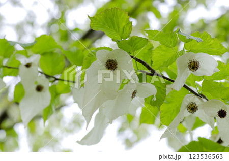 ハンカチの木 ハンカチの木 123536563