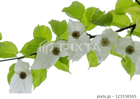 ハンカチの木 ハンカチの木 123536565