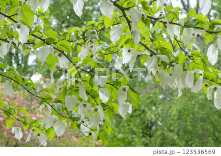 ハンカチの木 ハンカチの木 123536569