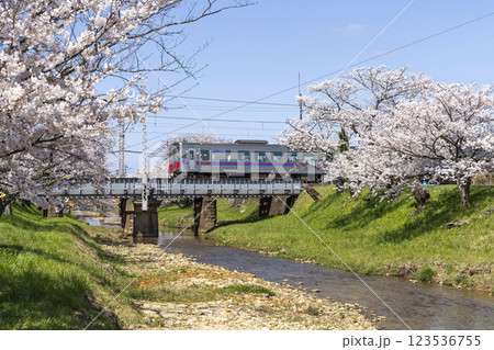 〈島根県〉玉造温泉　玉湯川沿いに咲く満開の桜と列車 123536755
