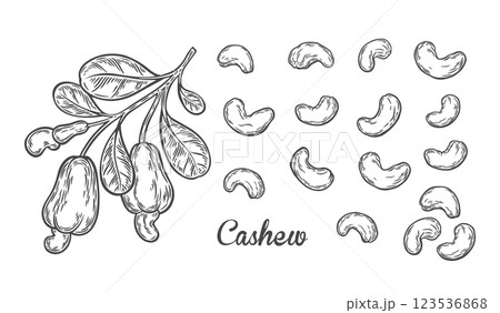 Branch with cashew nuts in engraving style 123536868