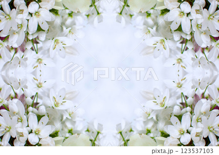 白いアリウムのシックなイメージ花柄素材 123537103