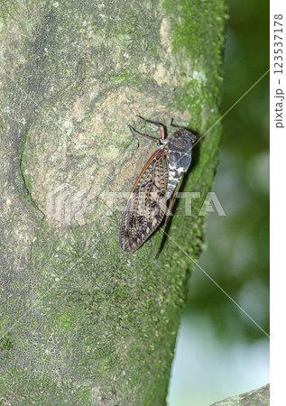 アブラゼミ アブラゼミ 123537178