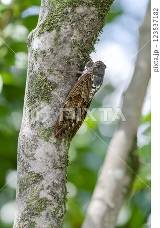 アブラゼミ 123537182