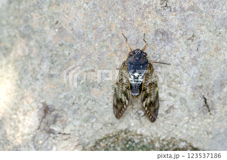 アブラゼミ アブラゼミ 123537186