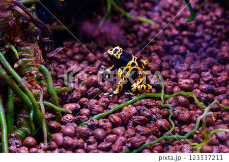 目立つ黄色と黒のキオビヤドクガエル 目立つ黄色と黒のキオビヤドクガエル 123537211