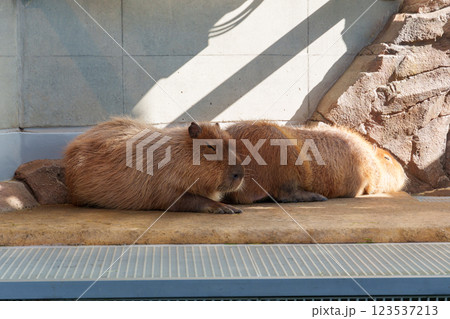 まったりカピバラ まったりカピバラ 123537213