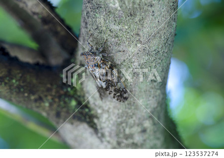 ニイニイゼミ 123537274