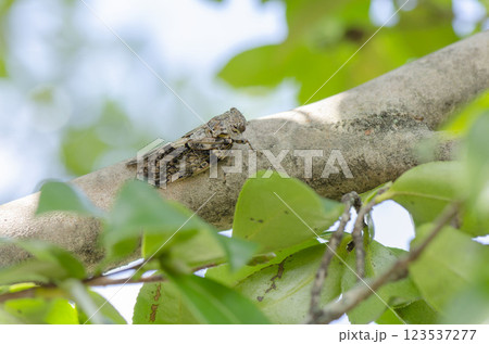 ニイニイゼミ ニイニイゼミ 123537277