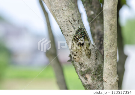 ミンミンゼミ ミンミンゼミ 123537354